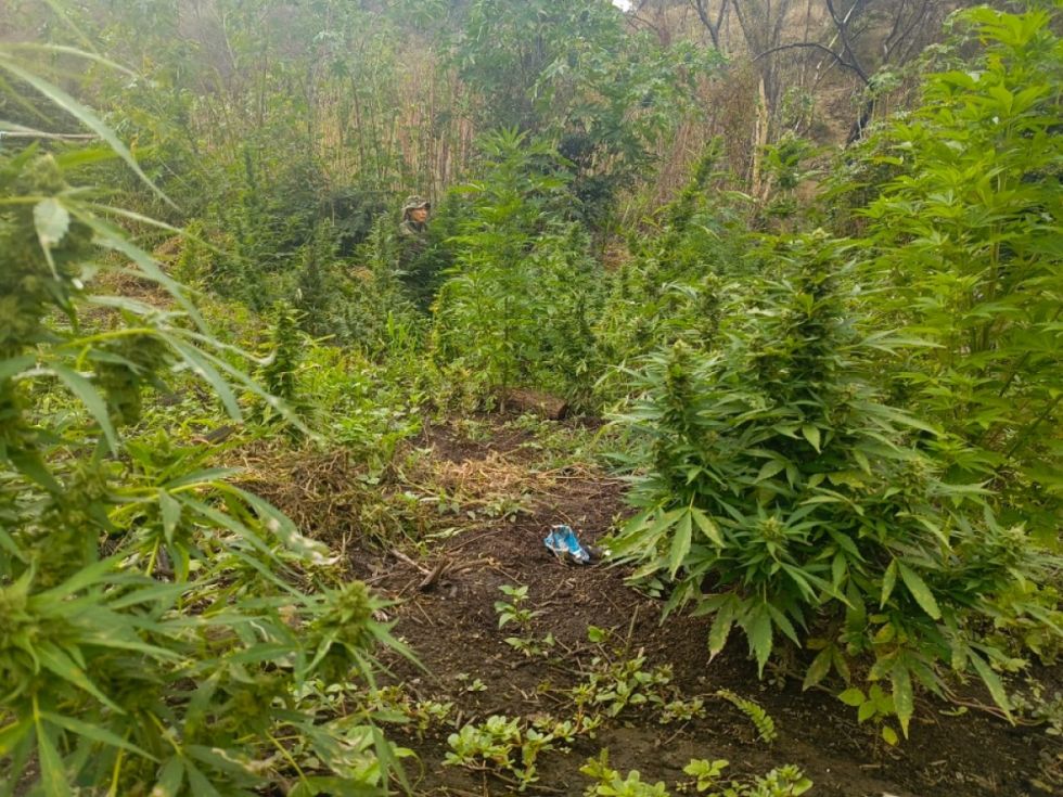 La FELCN halla plantaciones de marihuana, había 70 toneladas 