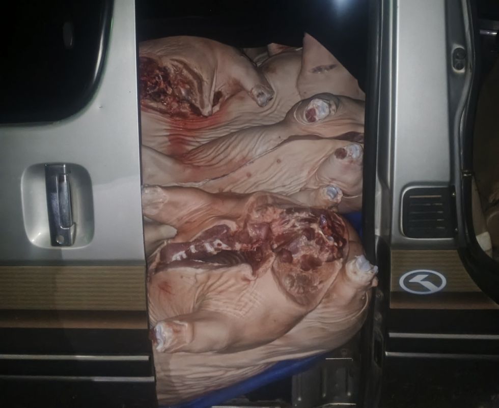 Comisan 4.000 kilos de carne de cerdo de contrabando