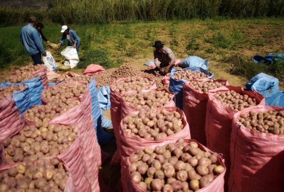 Bolivia reduce importación de papa