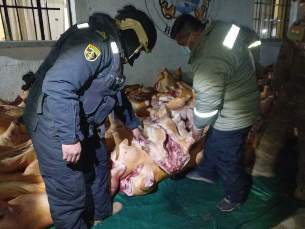 Comisan 14 toneladas de carne de cerdo