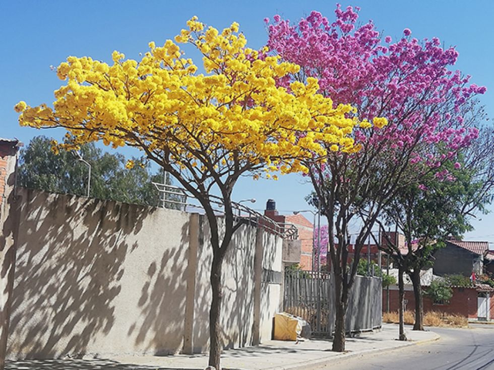 Los coloridos lapachos en Tarija 