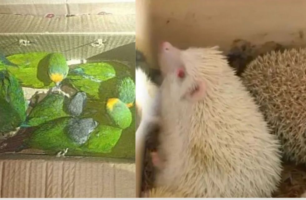 Pofoma desarticula red de tráfico de animales