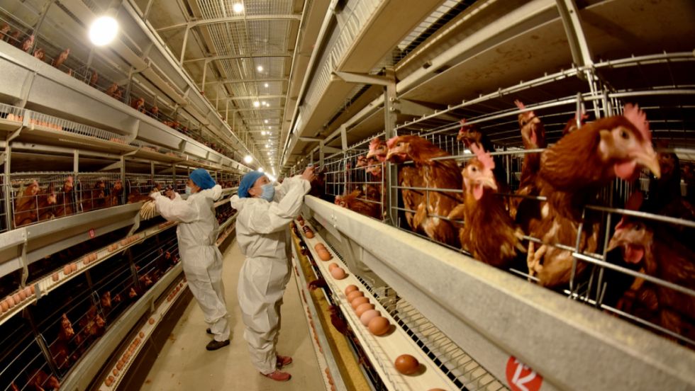 España confina todas las aves de corral del país