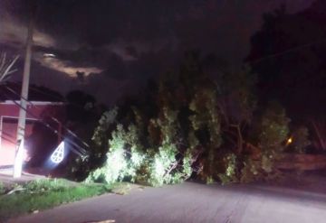 Villa Montes: Vientos provocaron la caída de un árbol y corte de energía
