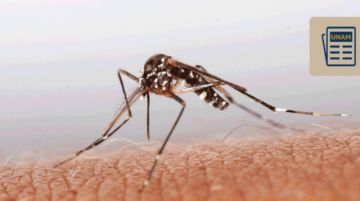 SEDES confirma el primer caso de zika en Tarija