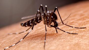 Brote de chikungunya preocupa a autoridades sanitarias