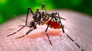 Aumentan los casos de chikungunya en las Américas