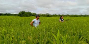 Arroceros se declaran en emergencia