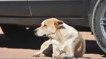 Plantean incorporar a animales en la cobertura del SOAT
