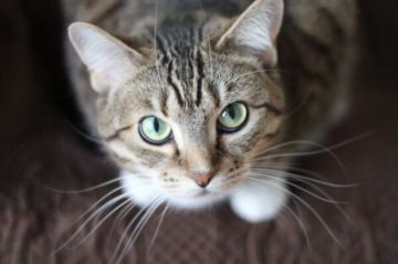 Biocidio: Sentencian a hombre que mató al gato de su vecina