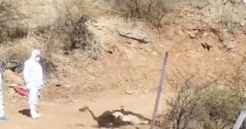 Ganaderos se declaran en emergencia por mortandad de ganado a causa de la rabia bovina