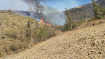 Incendios dejaron sin alimento al  ganado, productores piden ayuda