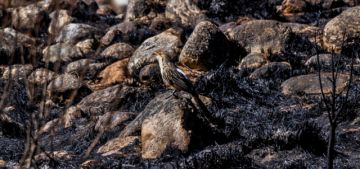 Incendio arrasó casi 10.000 hectáreas de la Cordillera de Sama