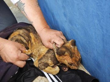 Lanzan campaña por animales dañados en los incendios 