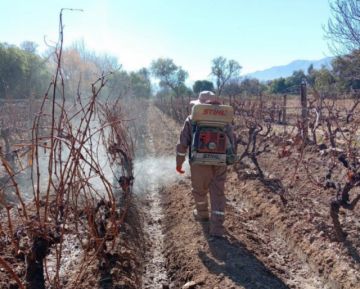Productores vitivinícolas denuncian abandono estatal, la crisis amenaza al sector