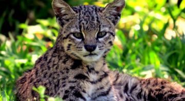 El gato montés en Bolivia enfrenta una nueva amenaza