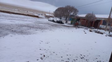 Nevada afecta al ganado y cultivos en la zona alta