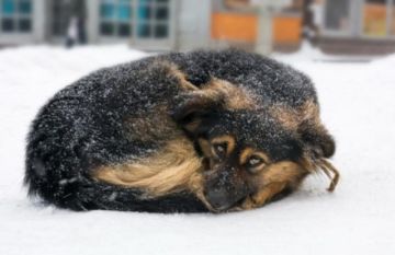 Sin refugio y a la intemperie: perros callejeros enfrentan las bajas temperaturas en Tarija