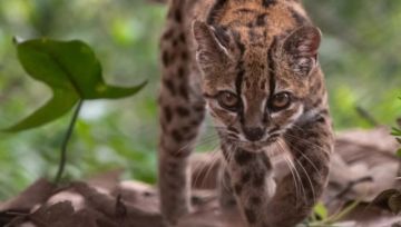 Alistan campaña para preservar al felino “Tilcayo”