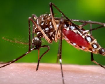 Inician campañas contra el mosquito del dengue