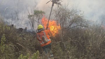 Bosques: Por una hectárea desmontada, 36 quemadas