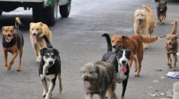 Tarija registra 300 mordeduras de canes al mes y este viernes inicia la campaña antirrábica