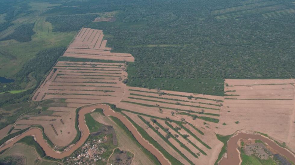 Ambientalistas advierten: Planes para reforestar Bolivia no cuadran