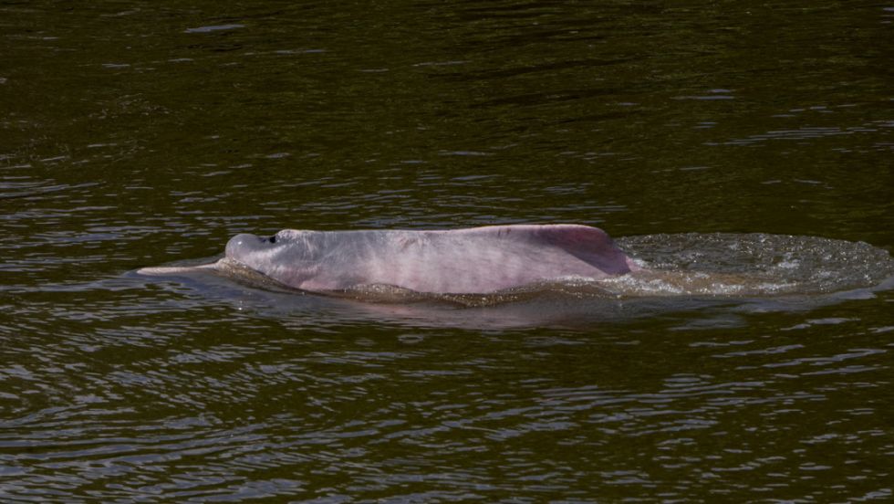 Delfines muertos, barcos encallados y escasez: la dramática sequía histórica que azota la Amazonía