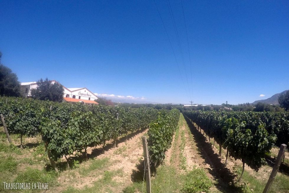 Clarín de Argentina destaca la Ruta del Vino de Tarija
