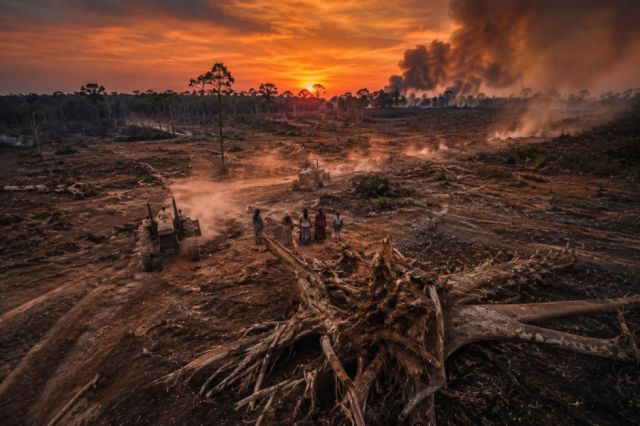 Bosques: La deforestación que consume el futuro