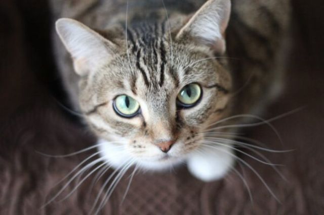 Biocidio: Sentencian a hombre que mató al gato de su vecina