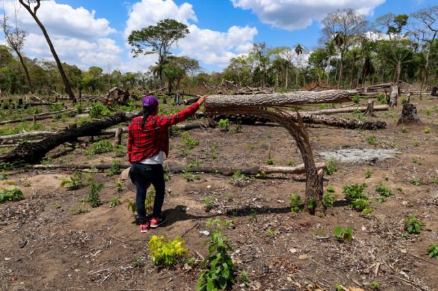 Más de 9 mil hectáreas de tala ilegal: la maquinaria del desmonte que combina permisos estatales y tráfico de tierras en territorio indígena de Bolivia