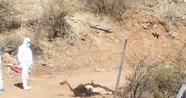 Ganaderos se declaran en emergencia por mortandad de ganado a causa de la rabia bovina