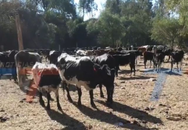 Coimata pide auxilio: el fuego dejó al ganado sin pasto y a varias reses desaparecidas