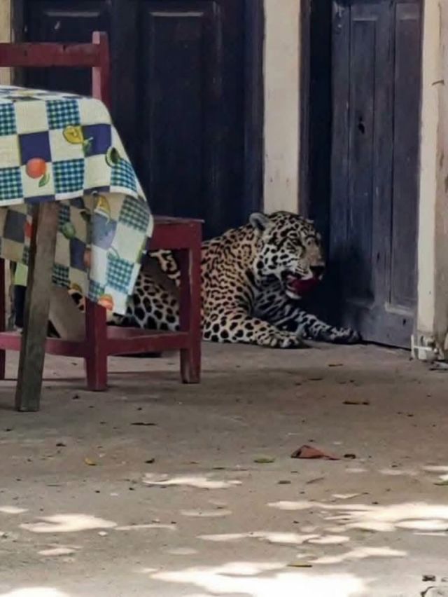 Emiten orden de aprehensión para persona identificada por muerte de jaguar en Guayaramerín