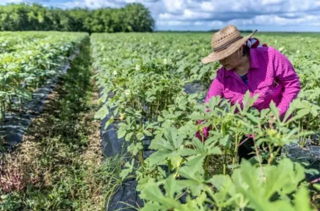 Productores de cereales y su peor crisis en 40 años