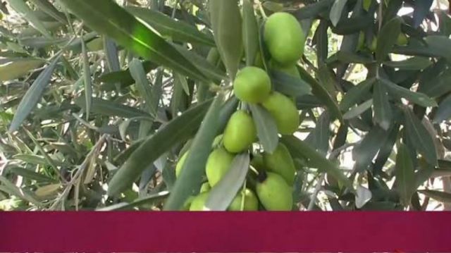 Expertos españoles capacitarán a los productores de olivo
