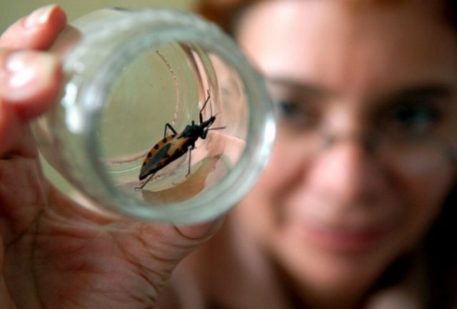 Estudio prueba tratamiento más corto contra el Chagas