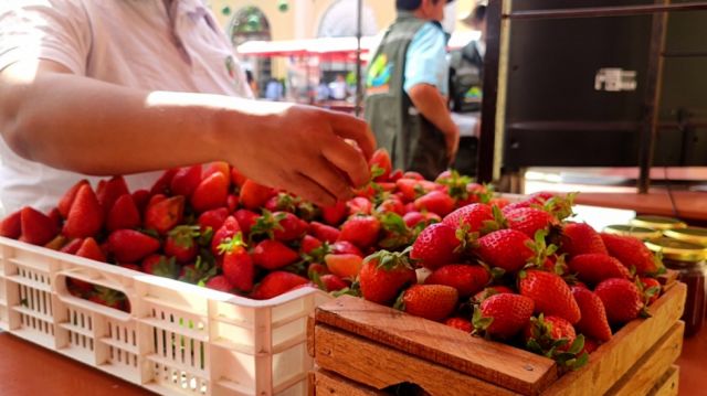 Tolomosa mostró su potencial en la Expo Frutilla 
