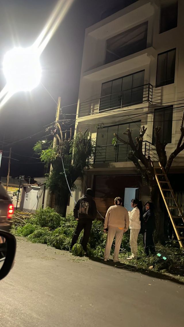 Multa de 2.000 UFV por la tala ilegal de dos árboles en la avenida Belgrano