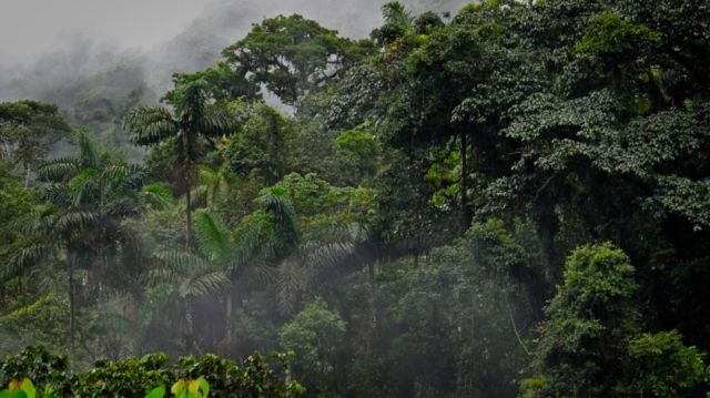 ¿Cuánto vale un bosque en pie? Así le pusieron precio