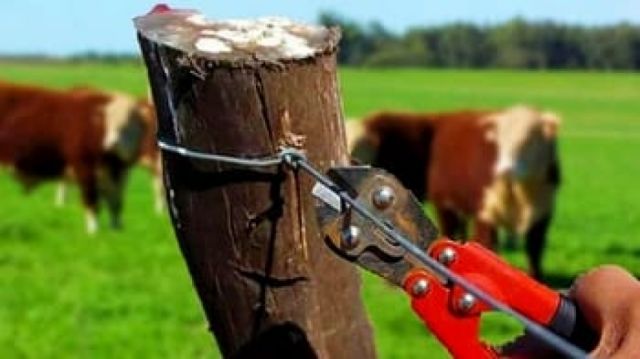 Detienen a dos sospechosos de robar vacas en Padcaya