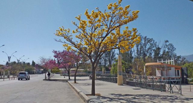 Los lapachos, también en cuarentena