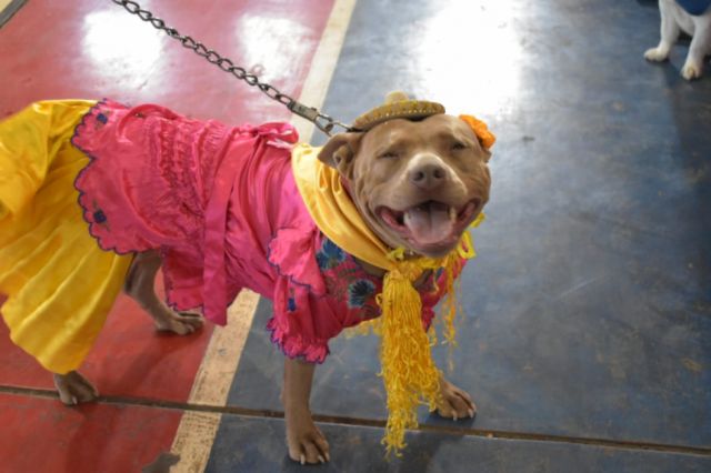 Colorida celebración del Día del Perro en Tarija por el mes de San Roque