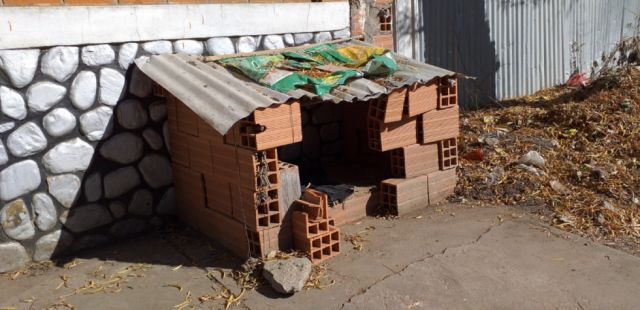 Perros callejeros, los otros necesitados del encapsulamiento