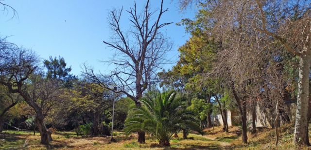 El Bosquecillo Olvidado