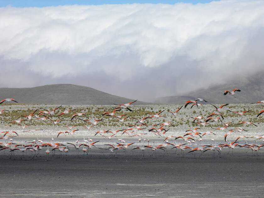FLAMENCOS EN VUELO TARIJA