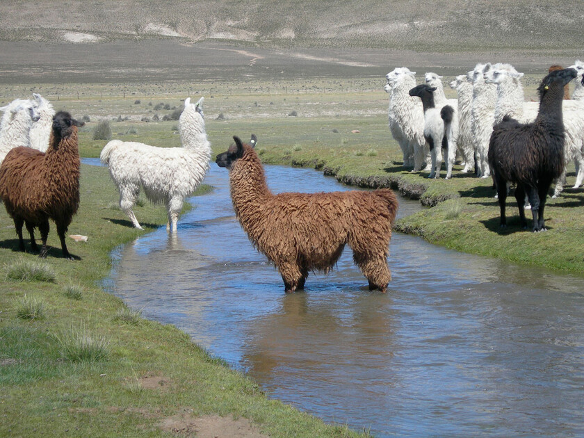 LLAMAS EN YUNCHARA TARIJA