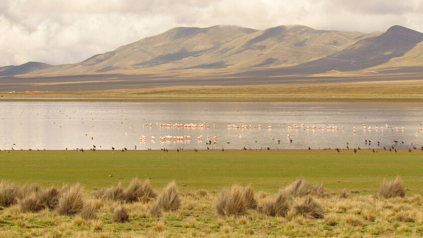 FLAMENCOS EN LA LAGUNA DE PUJZARA TARIJA