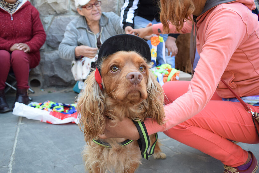 Día del Perro (2)